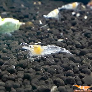Ghost Bee Shrimp